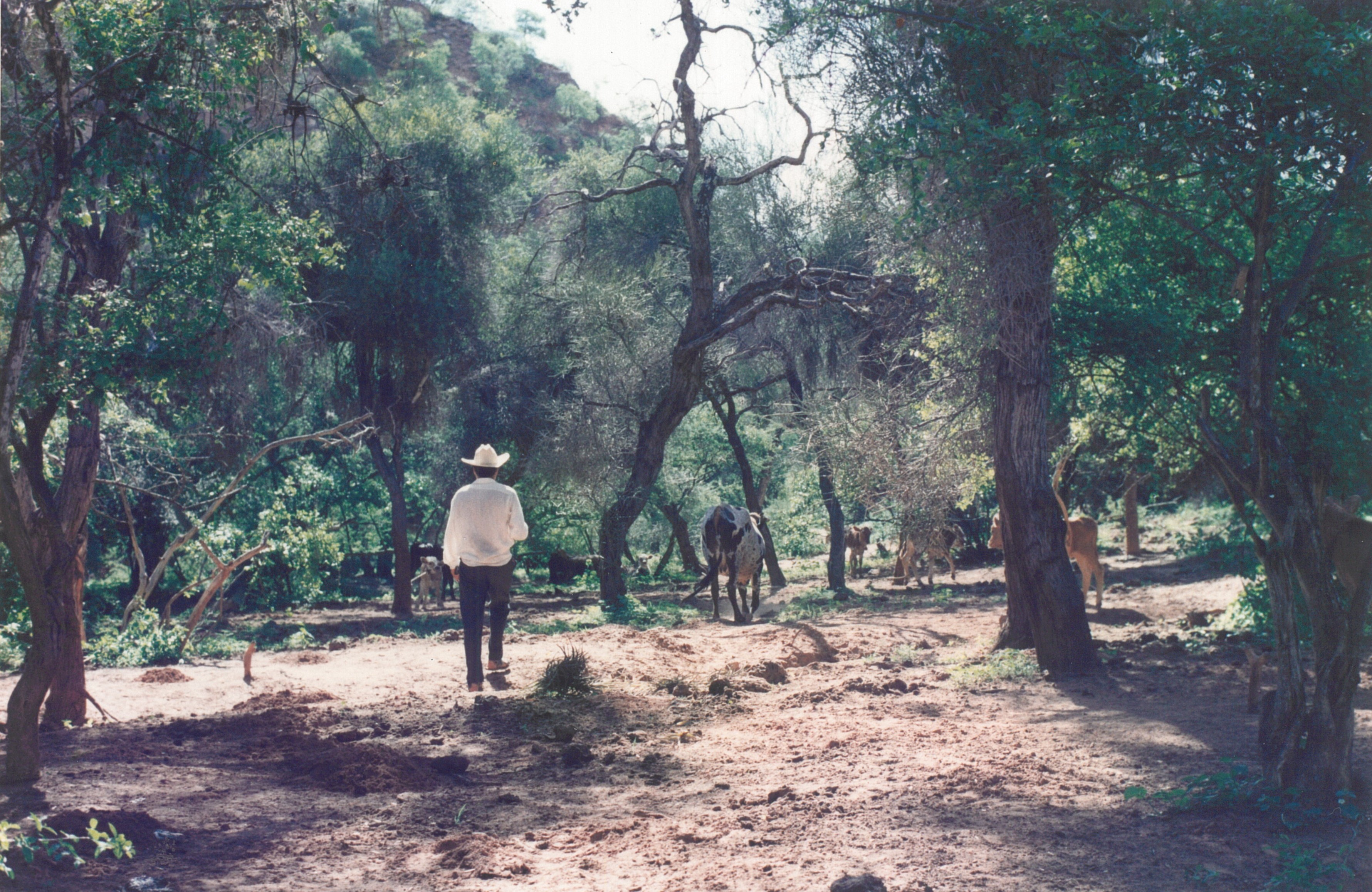 Camino